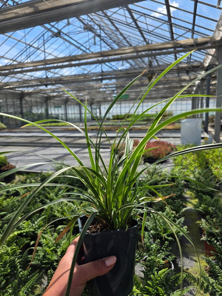 Carex morrowii