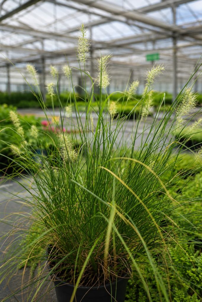 Pennisetum 'Little Bunny' – kompaktna okrasna trava