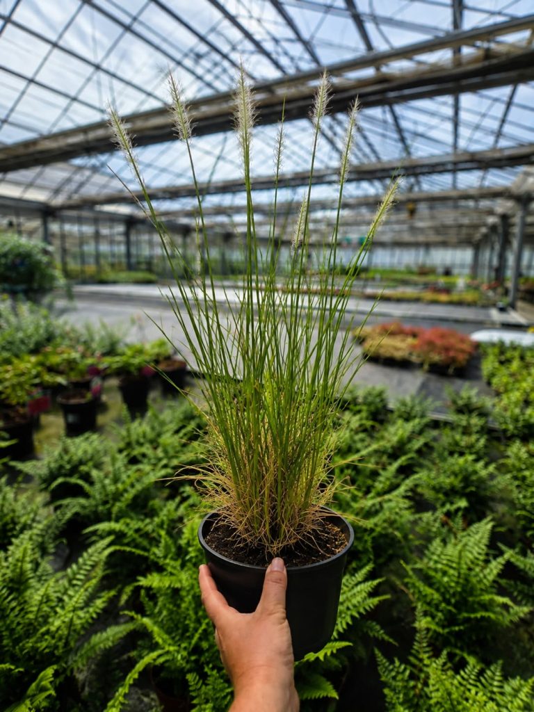 Pennisetum `Hameln`