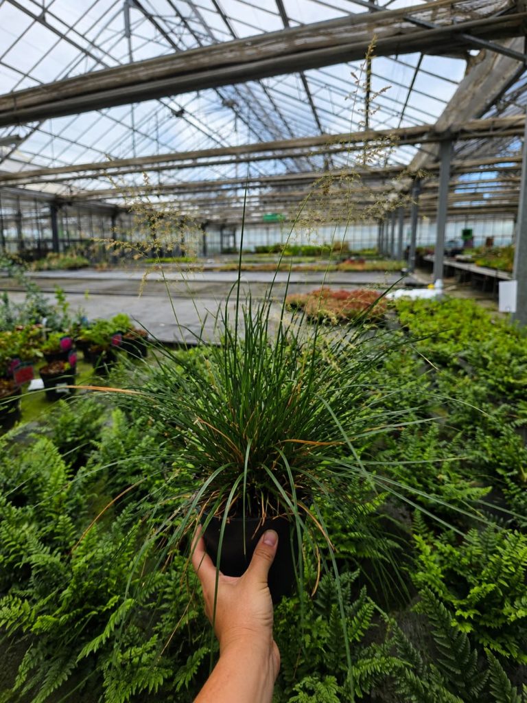 Deschampsia 'Goldtau'