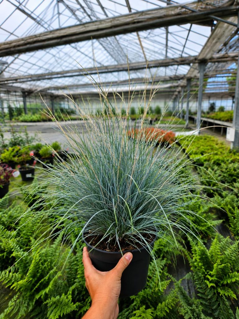 Festuca glauca